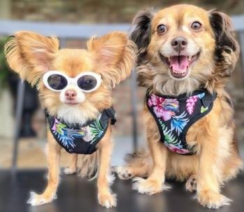 Wrap and Snap Choke Free Dog Harness Catching Waves